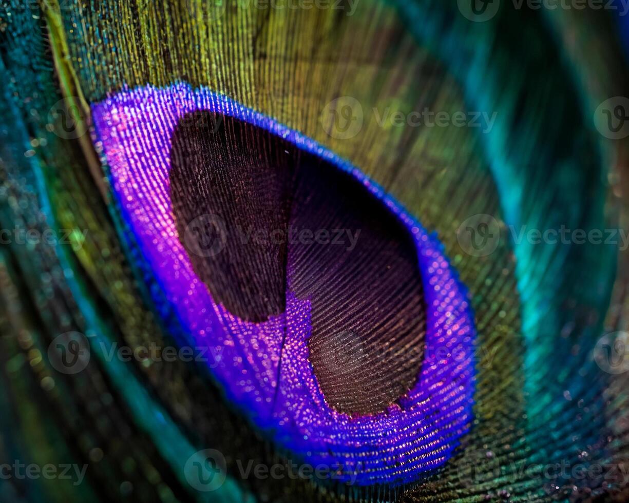 Close-Up of Vibrant Peacock Feather Ideal for Pattern Design photo