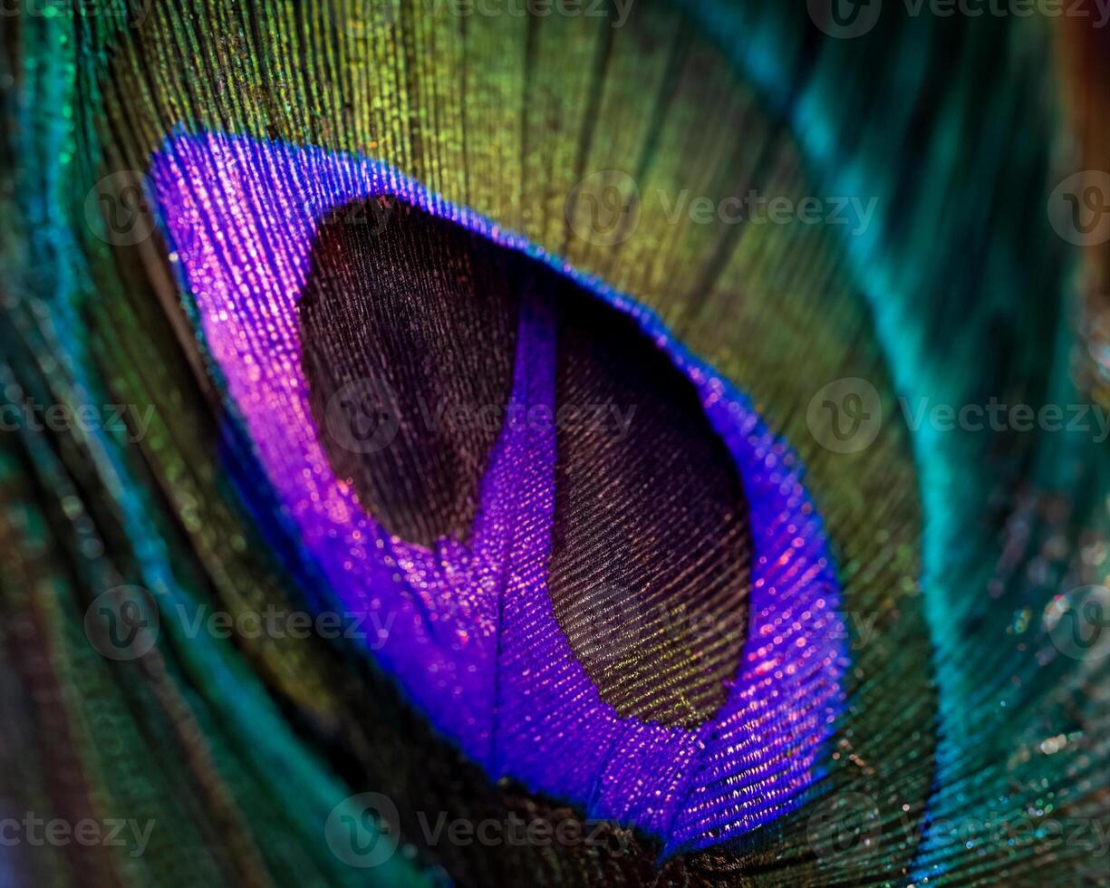Close-Up of Vibrant Peacock Feather Ideal for Pattern Design photo