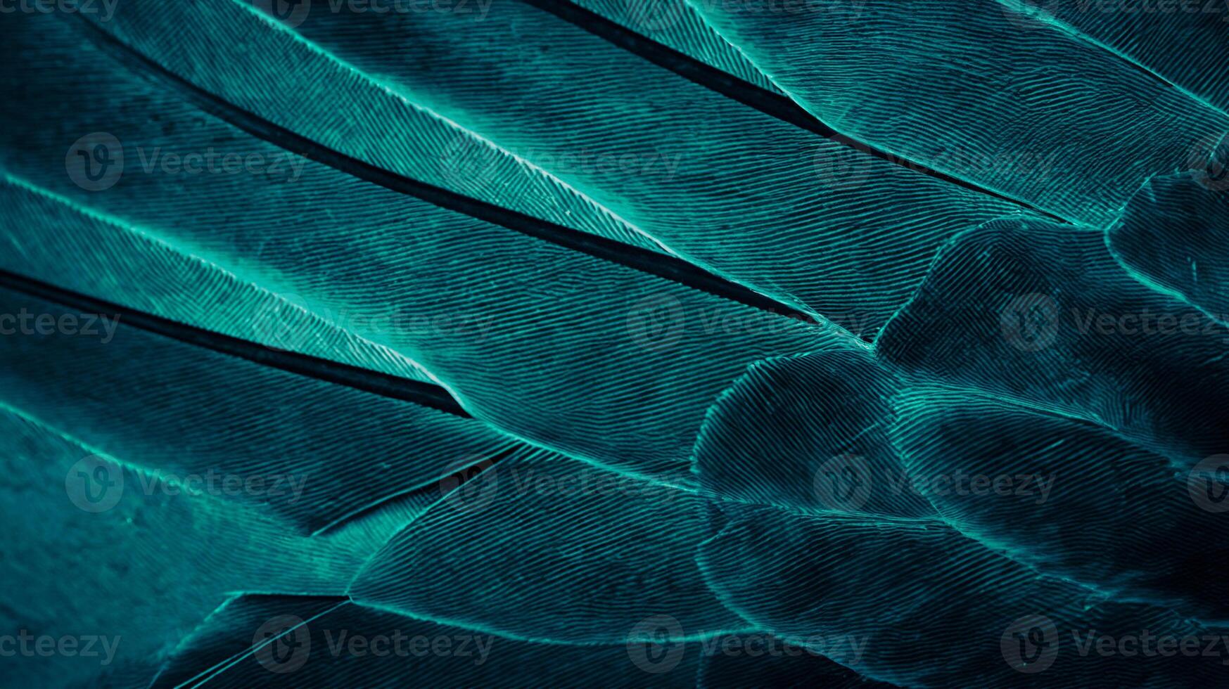 Close-Up of Blue Feather on Pigeon, Texture and Background photo