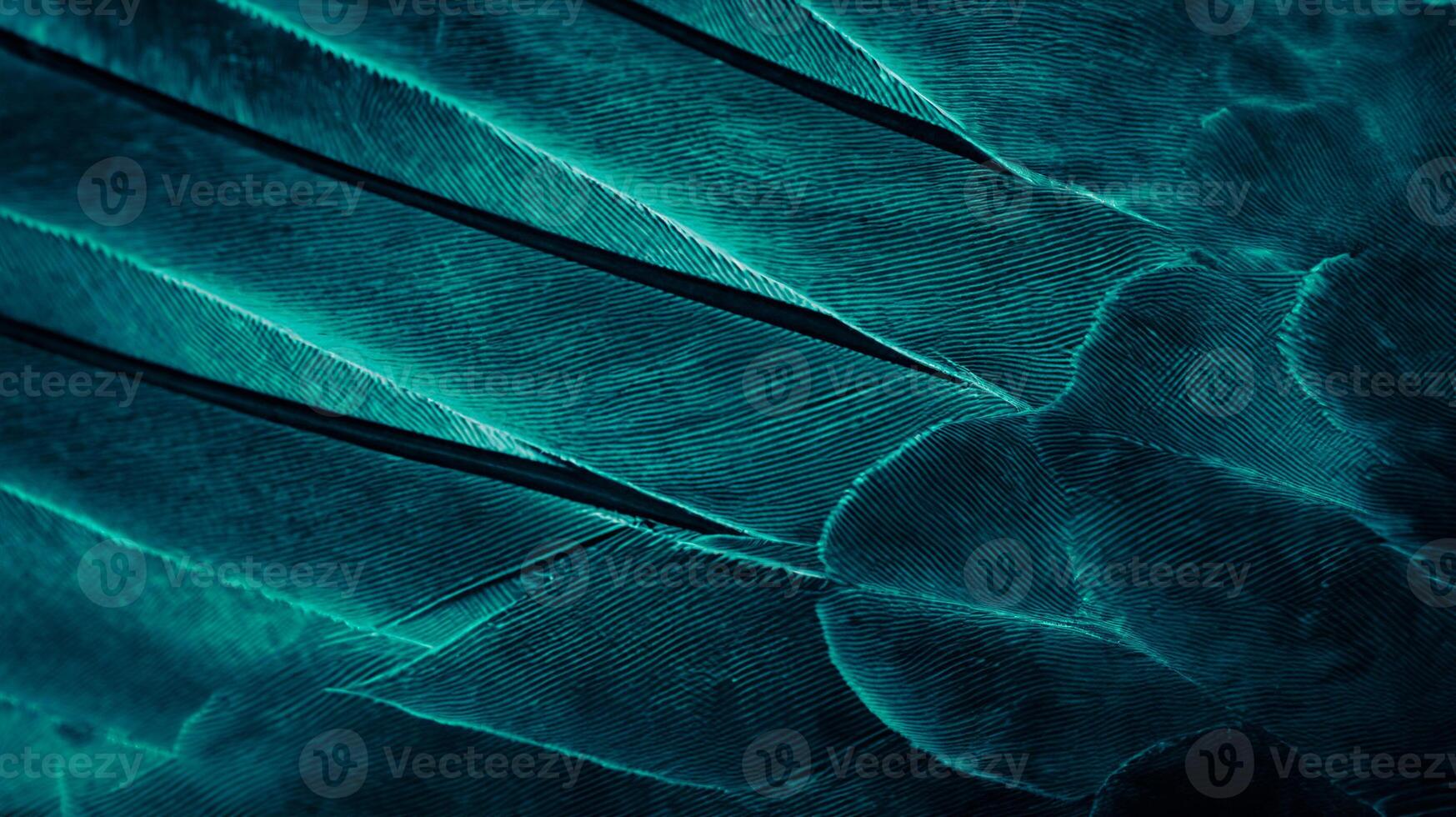Close-Up of Blue Feather on Pigeon, Texture and Background photo