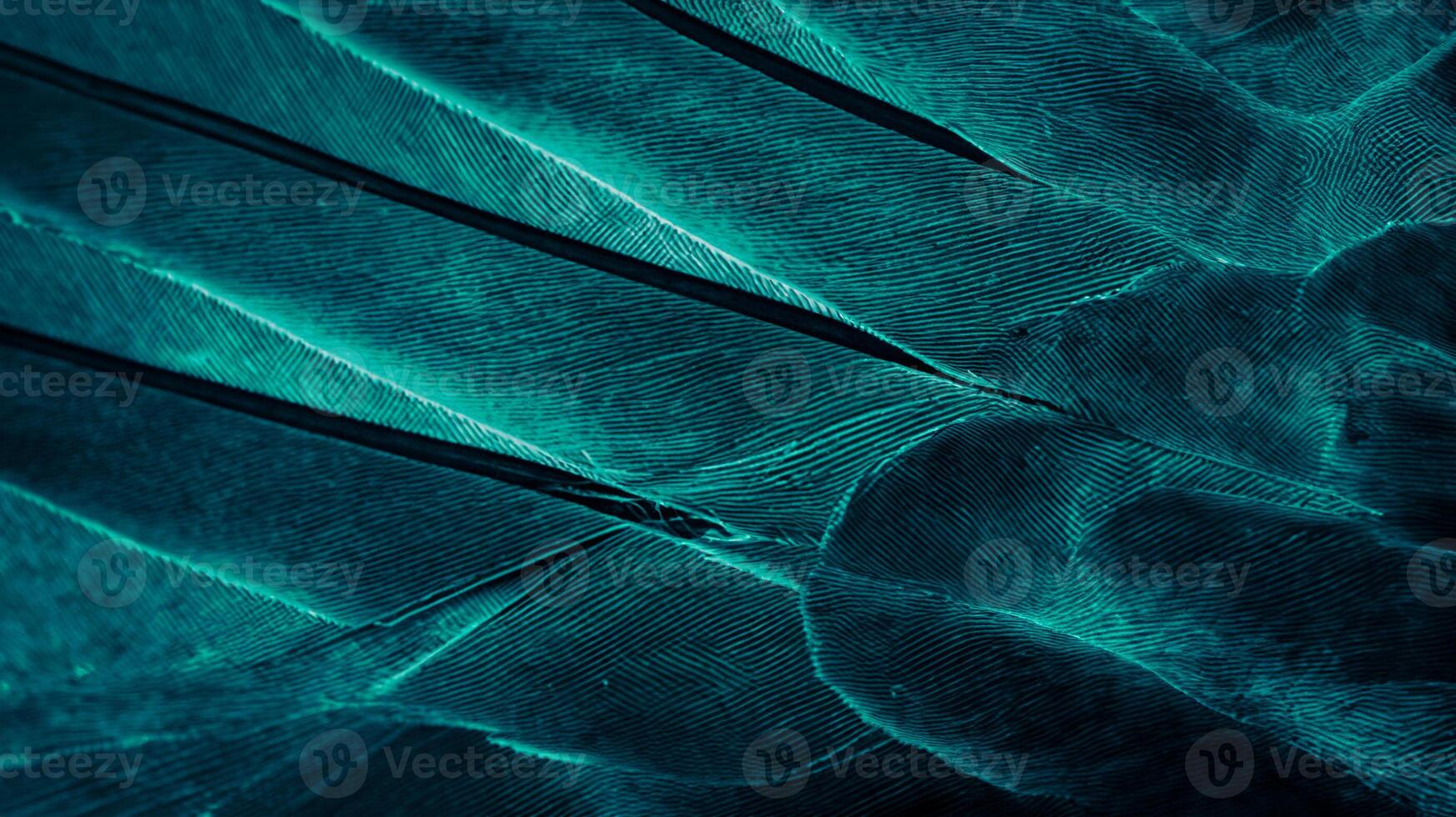 Close-Up of Blue Feather on Pigeon, Texture and Background photo