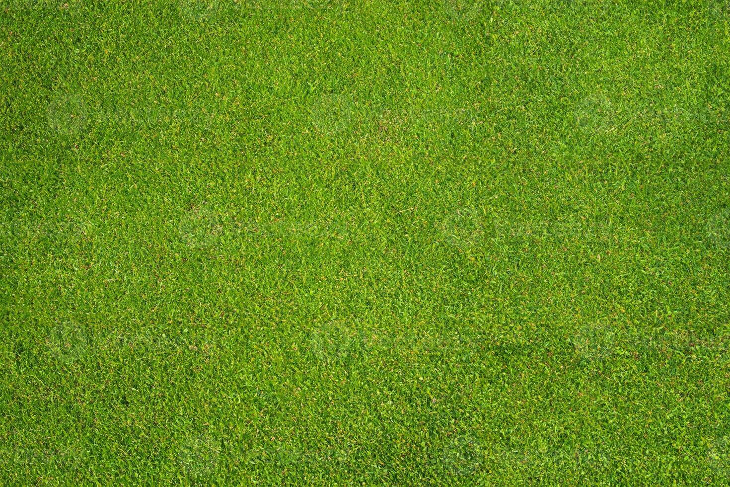 Bright Green Grass Garden Background - Top View photo