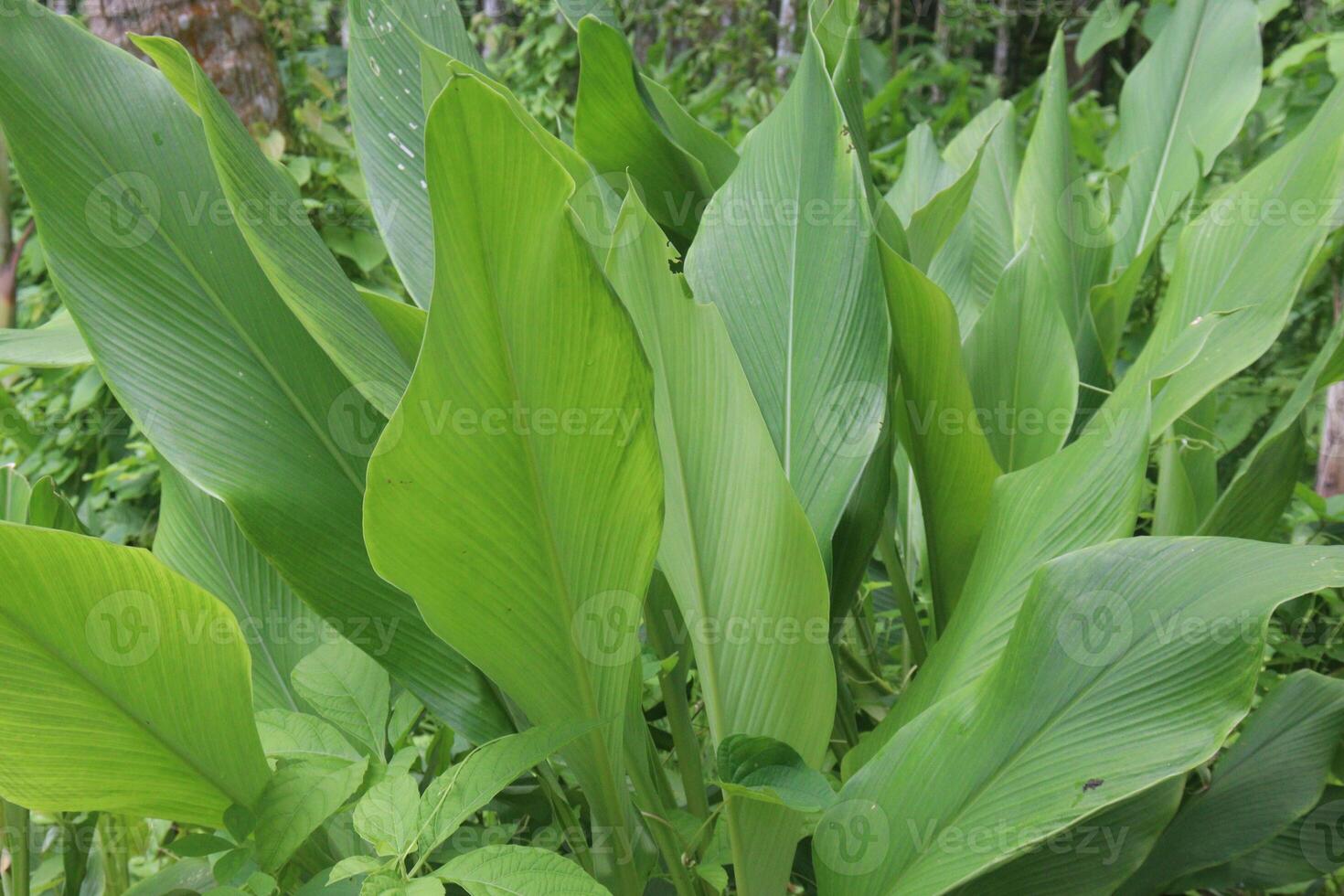turmeric plant on pot in farm photo