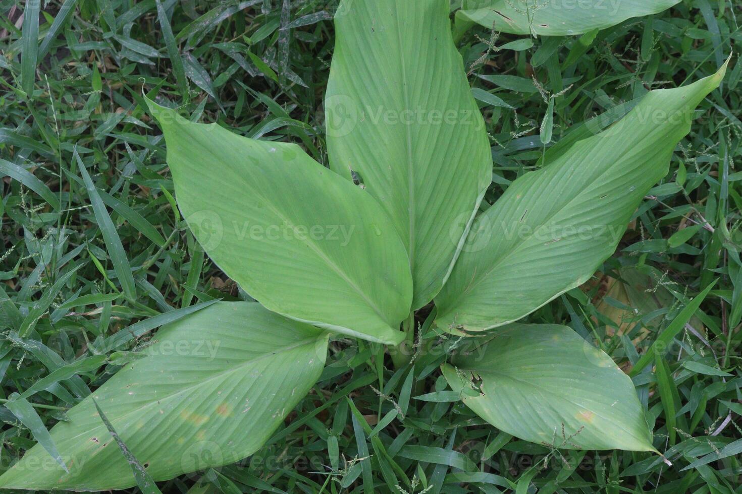 turmeric plant on pot in farm photo