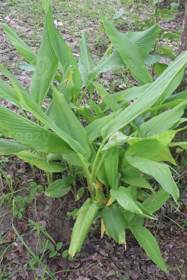 turmeric plant on pot in farm photo