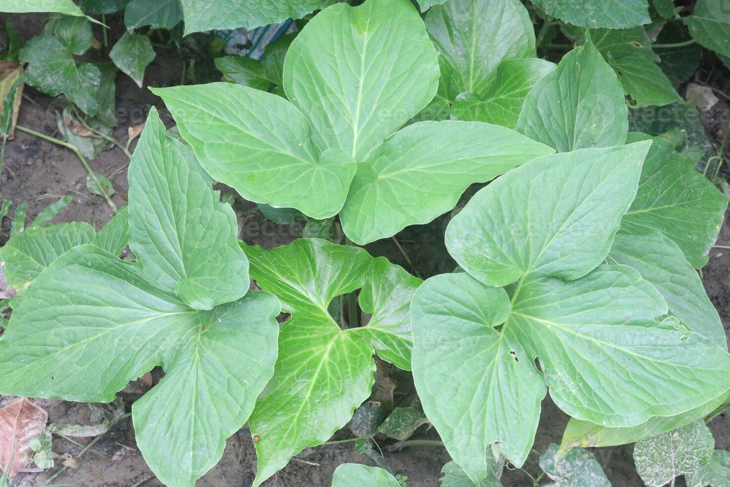 Typhonium trilobatum also called Bengal Arum plant photo