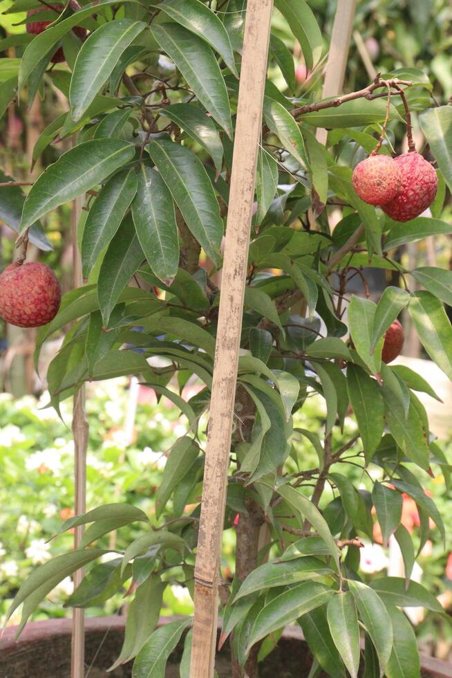 lychee plant on farm for sell photo