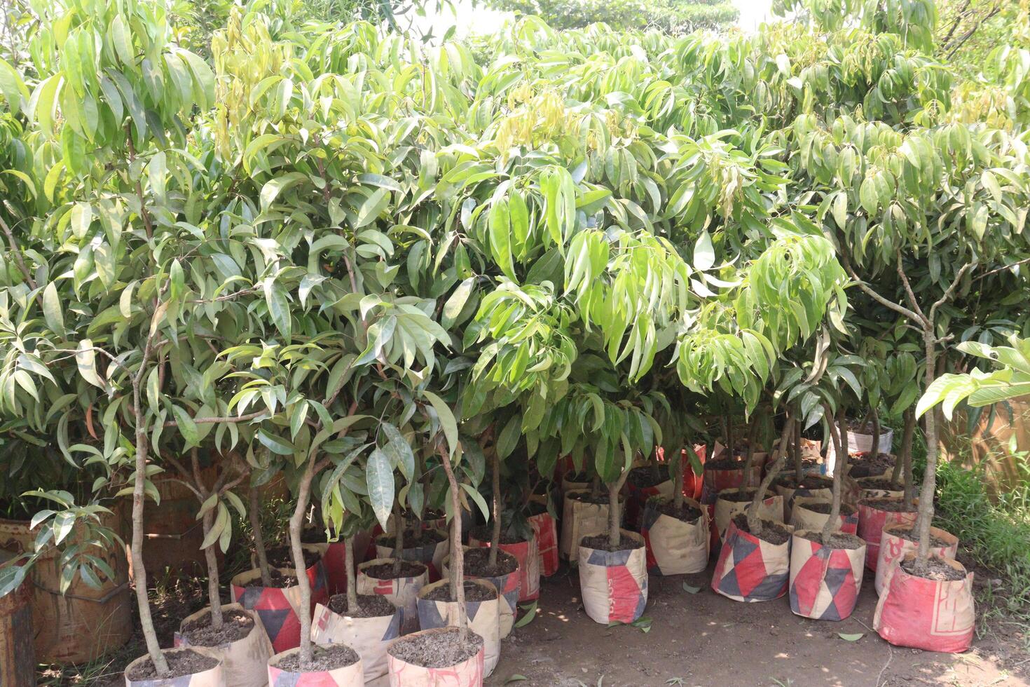 lychee plant on farm for sell photo
