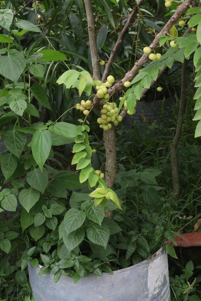 Phyllanthus acidus on tree in farm photo