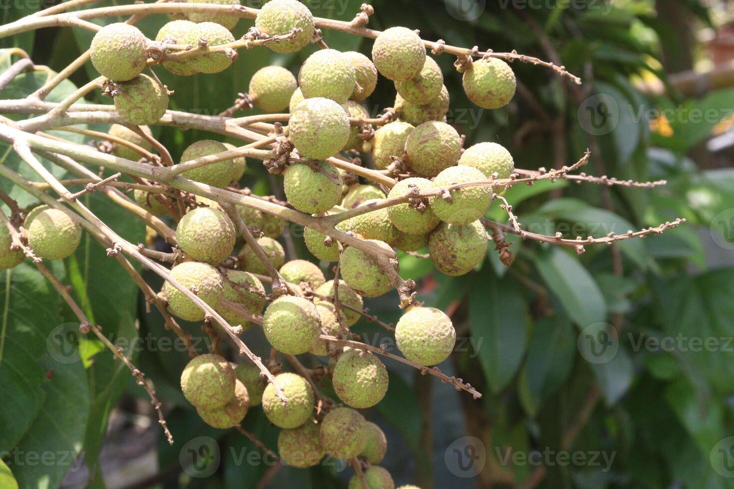 Longan fruit on tree in farm photo