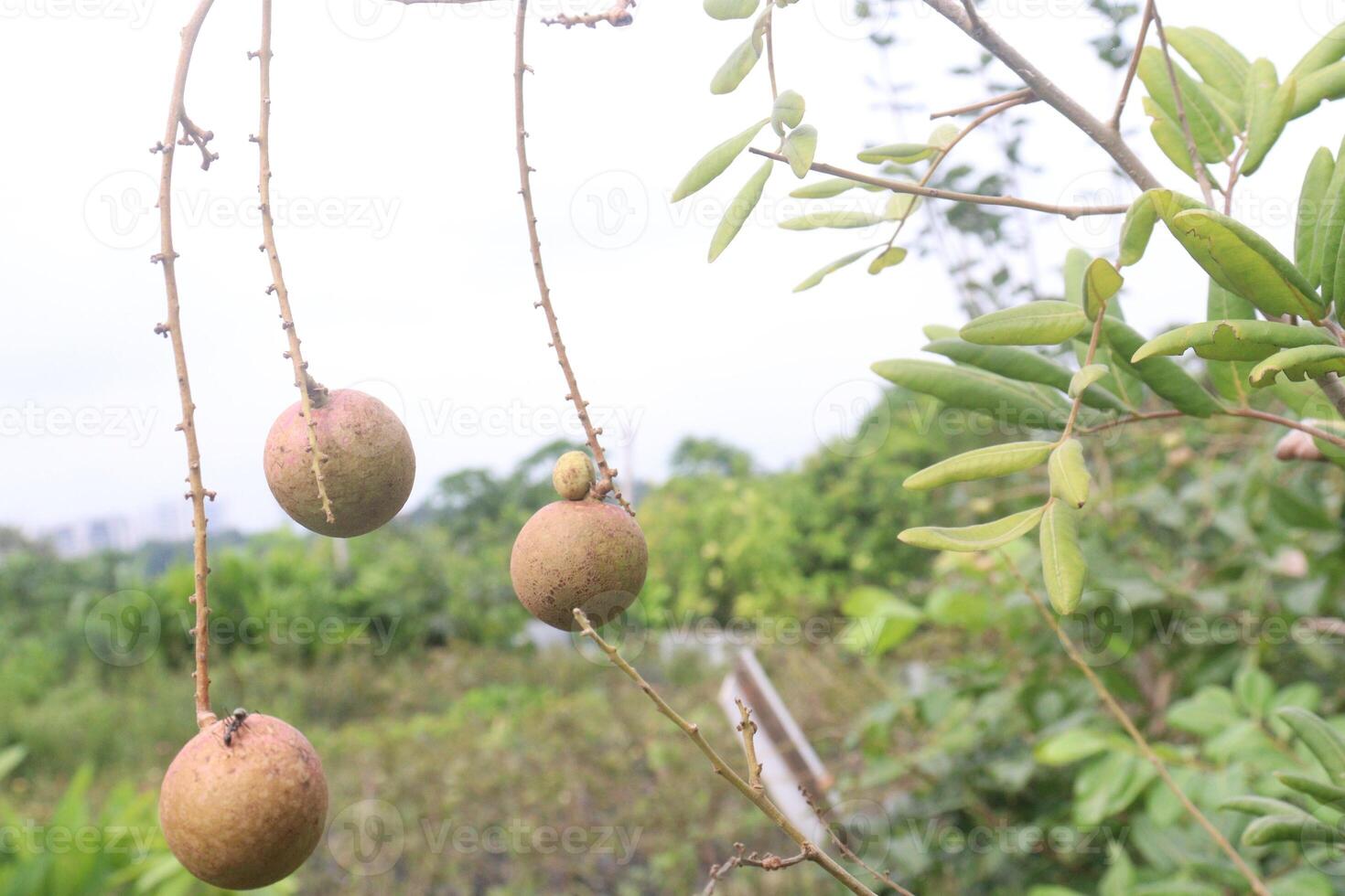 Longan fruit on tree in farm photo