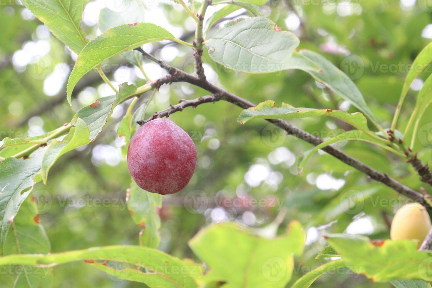 Apricot fruit on tree in farm for harvest photo