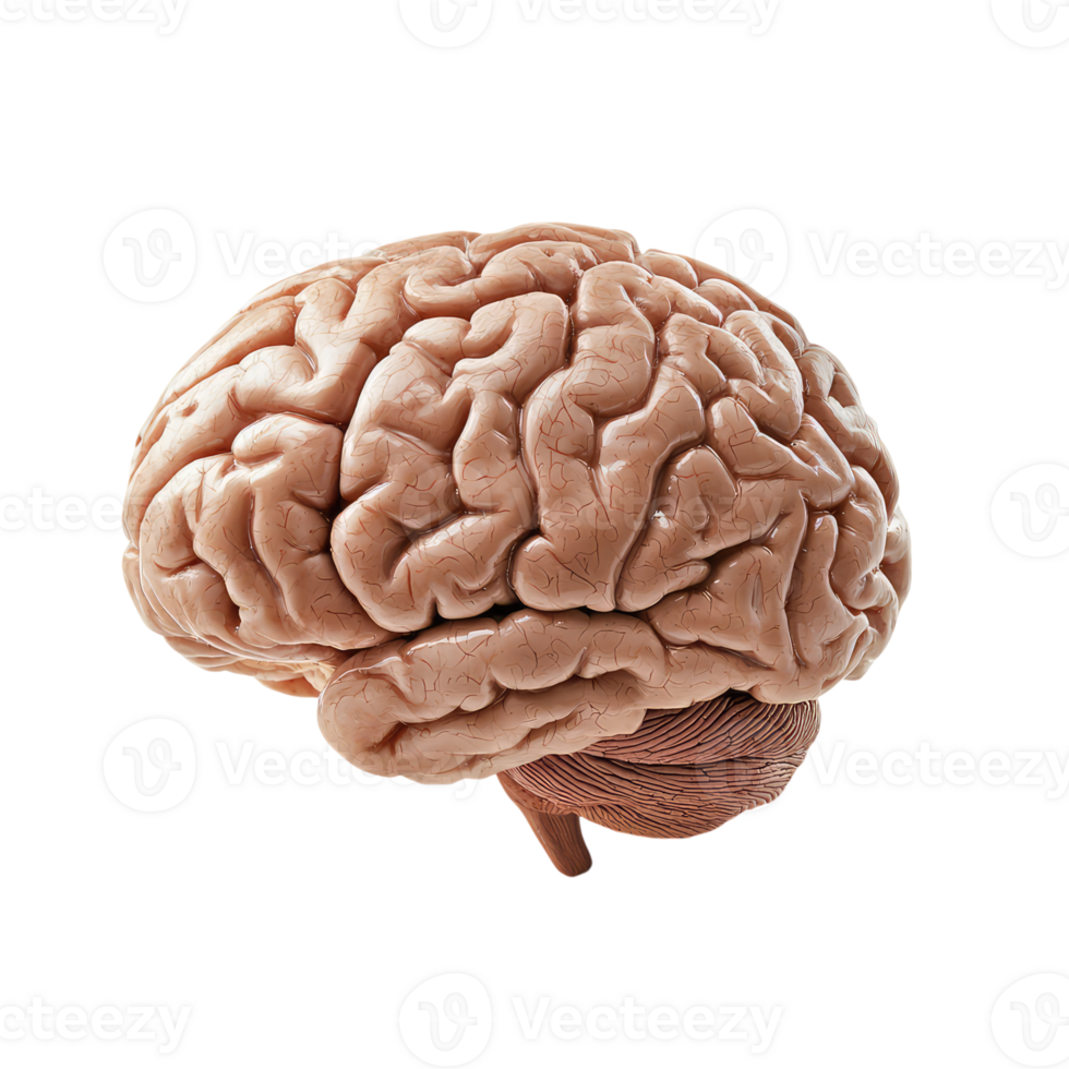 A Detailed Look at the Human Brain Unveiling the Complex Network of Thought and Emotion. png