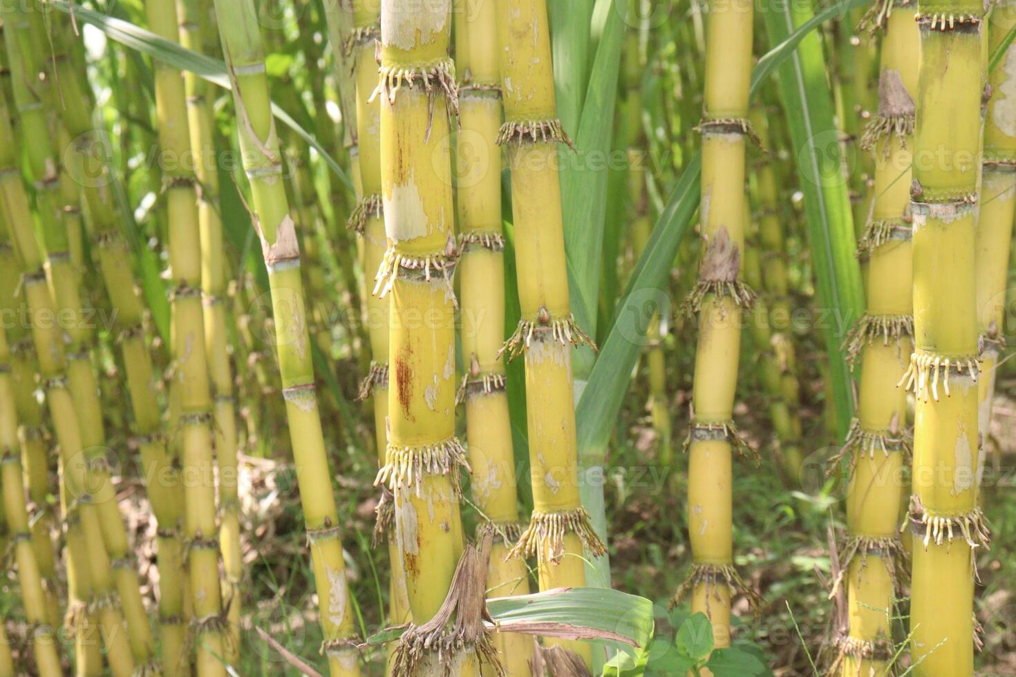 sugarcane plant on farm for harvest photo