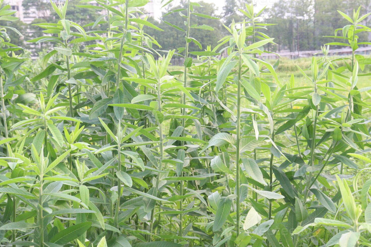Crotalaria juncea plant on farm photo