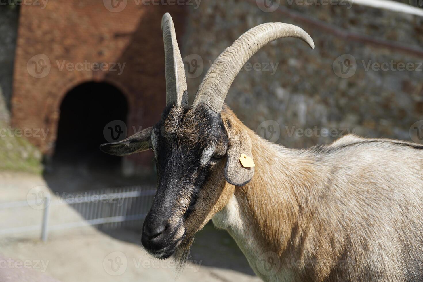 Brown Male Goat with Horns - Close-up on Head photo