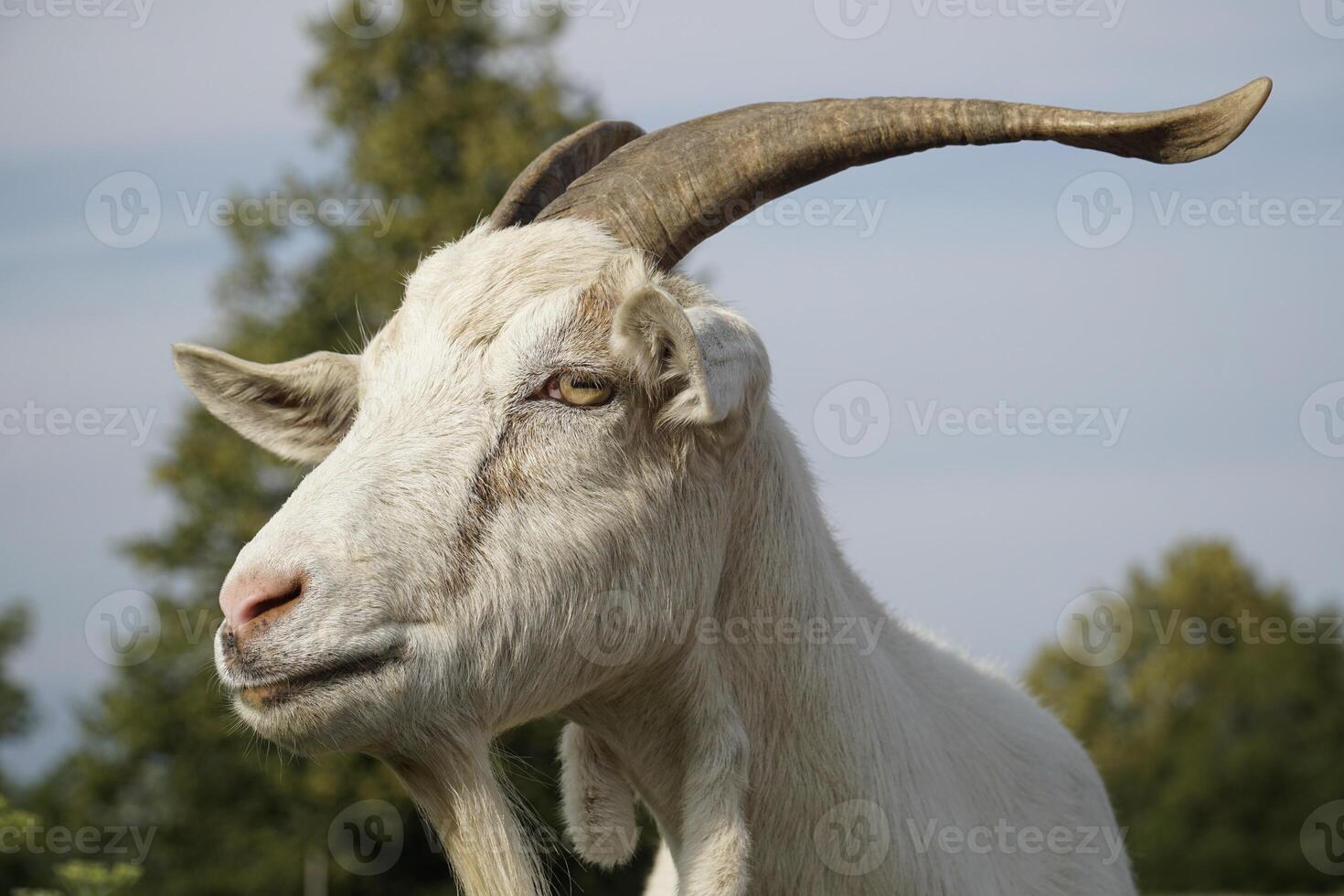 Male Goat with Horns - Close-up on Head photo
