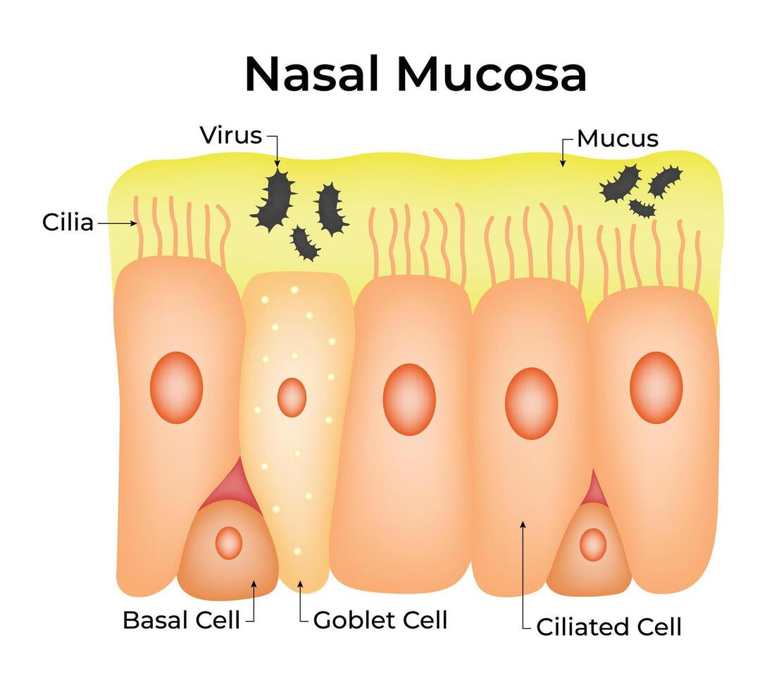 Nasal Mucosa Science Design Illustration Diagram vector