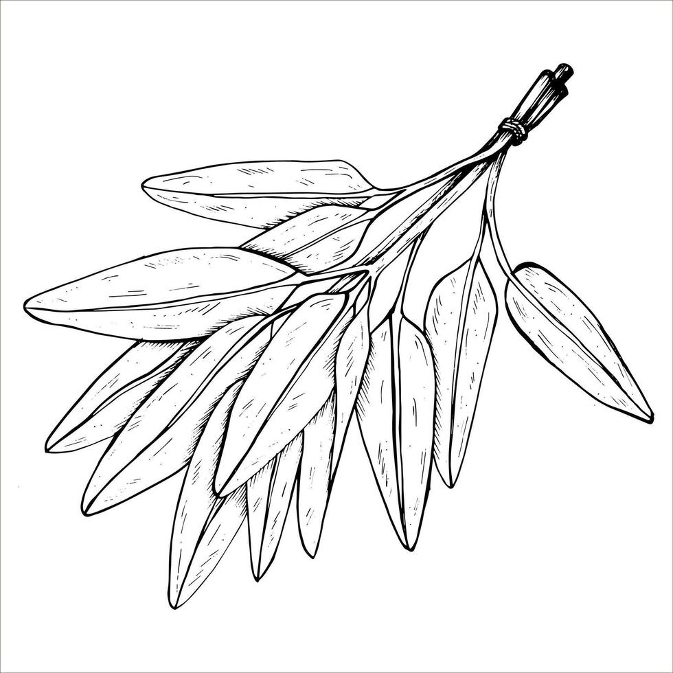 Graphics botanical illustrations with sage. Black line sketch with herbs and spices. Two versions - with and without filling vector