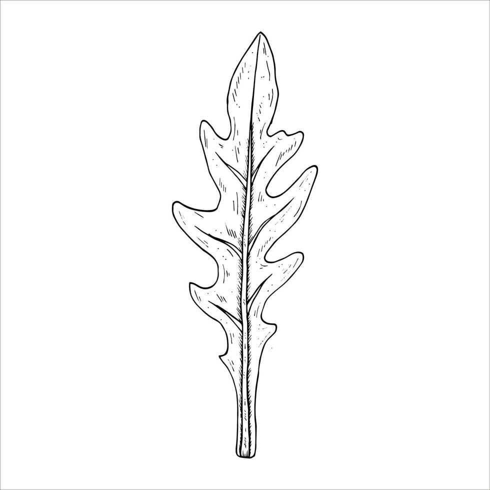 Graphics botanical illustrations with arugula. Black line sketch with herbs and spices. Two versions - with and without filling vector