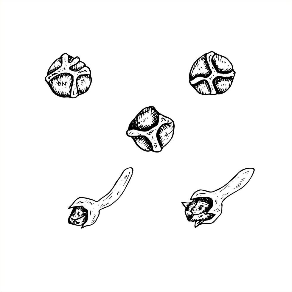 Graphics botanical illustrations with black pepper and cloves. Black line sketch with herbs and spices. Two versions - with and without filling vector