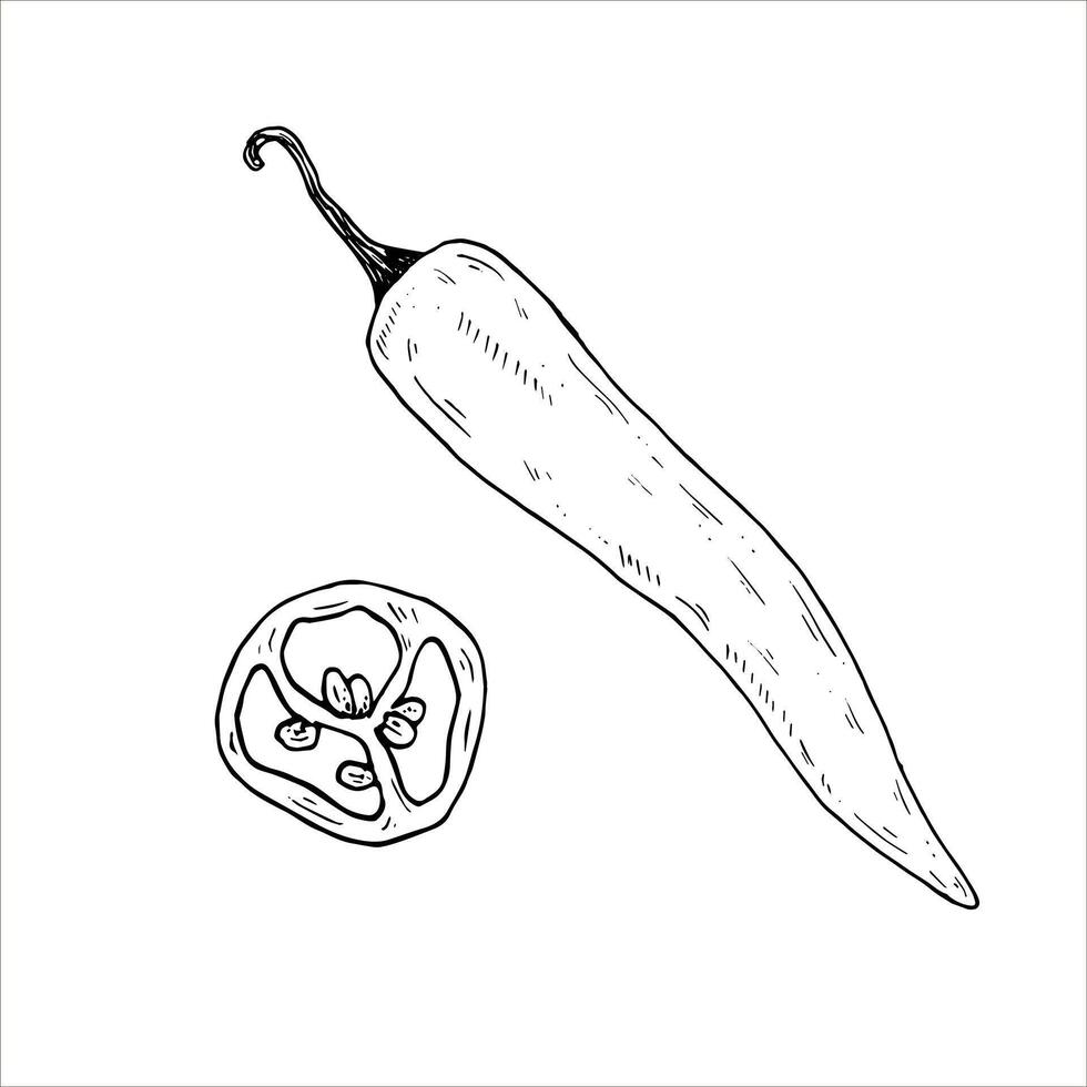 Graphics botanical illustrations with chili pepper. Black line sketch with herbs and spices. Two versions - with and without filling vector