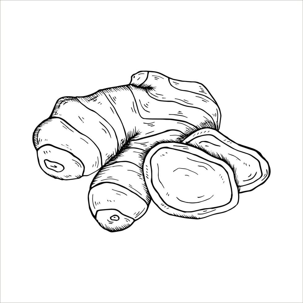 Graphics botanical illustrations with ginger. Black line sketch with herbs and spices. Two versions - with and without filling vector