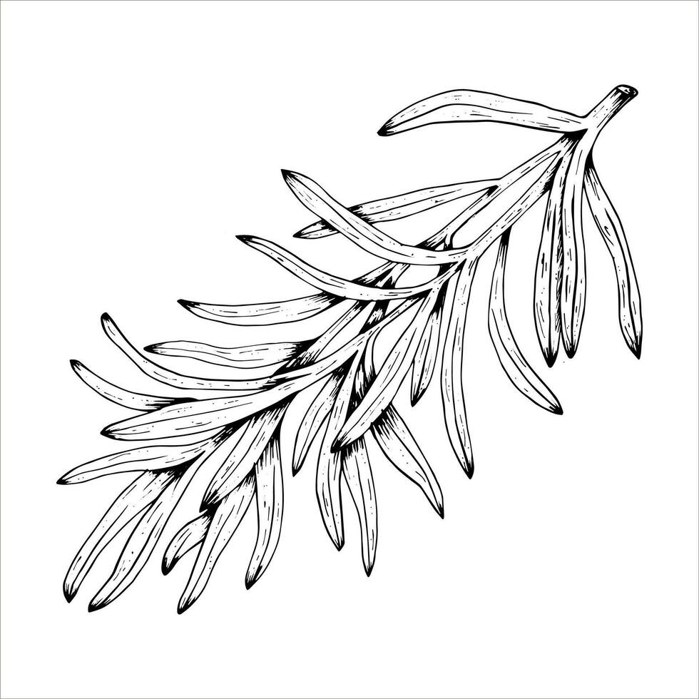 Graphics botanical illustrations with tarragon. Black line sketch with herbs and spices. Two versions - with and without filling vector