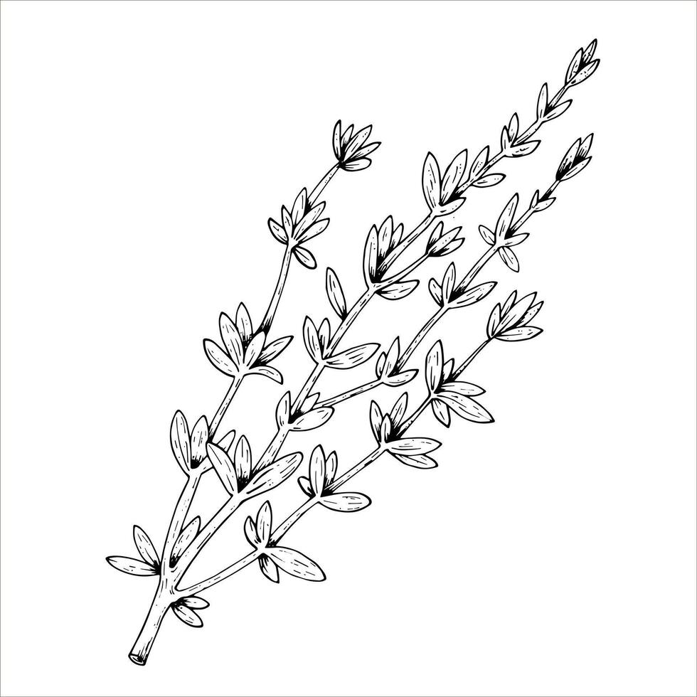 Graphics botanical illustrations with thyme. Black line sketch with herbs and spices. Two versions - with and without filling vector