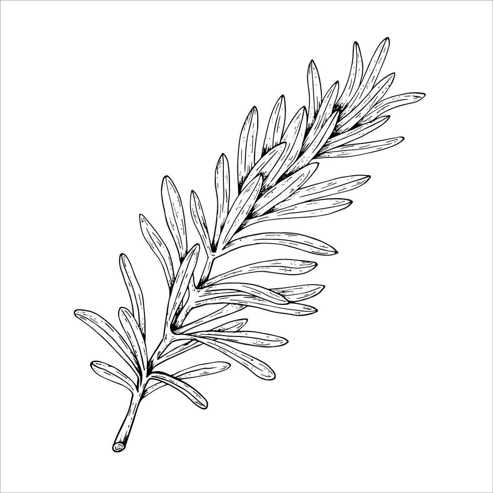 Graphics botanical illustrations with rosemary. Black line sketch with herbs and spices. Two versions - with and without filling vector