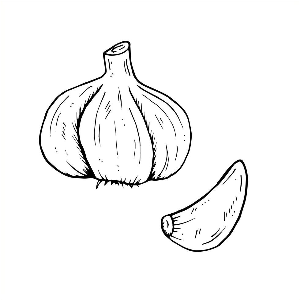 Graphics botanical illustrations with garlic. Black line sketch with herbs and spices. Two versions - with and without filling vector