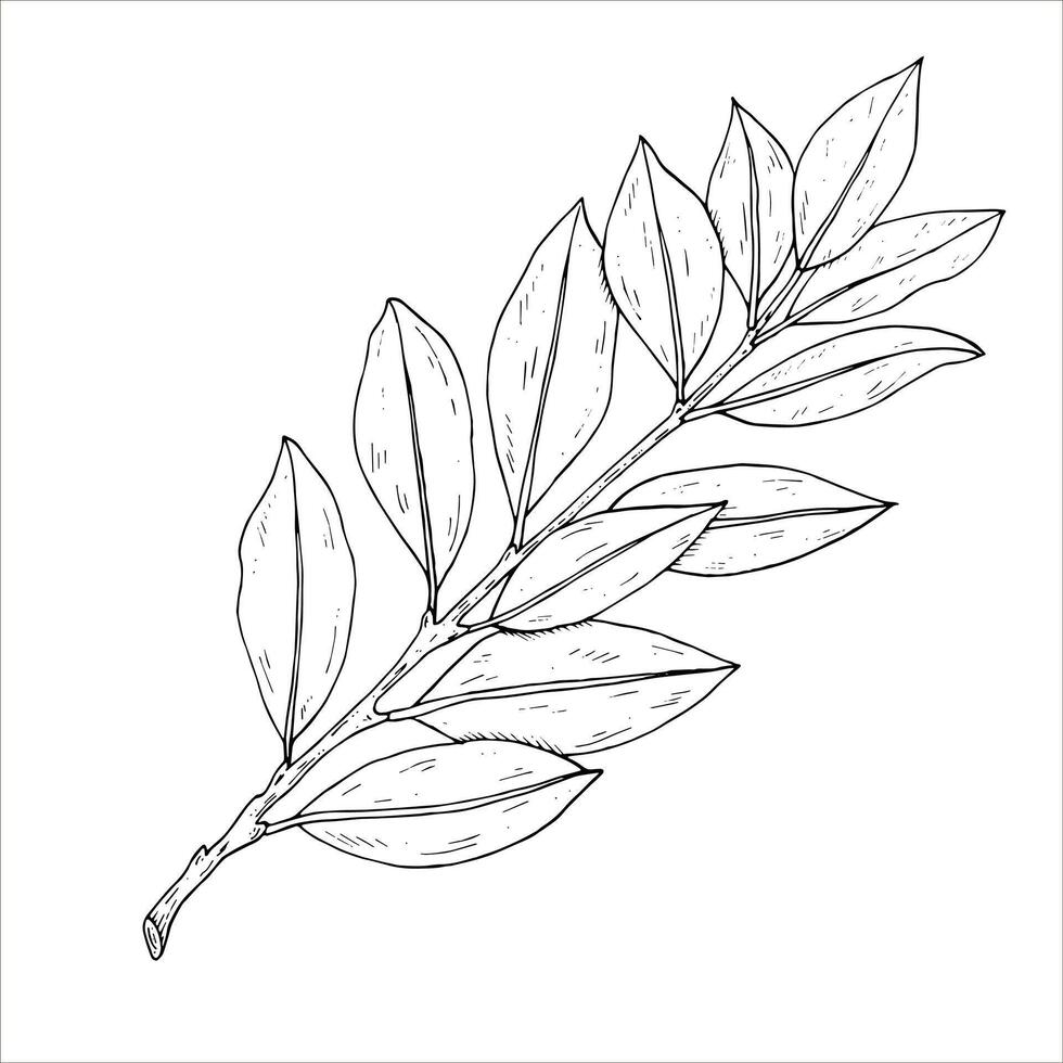 Graphics botanical illustrations with laurel. Black line sketch with herbs and spices. Two versions - with and without filling vector