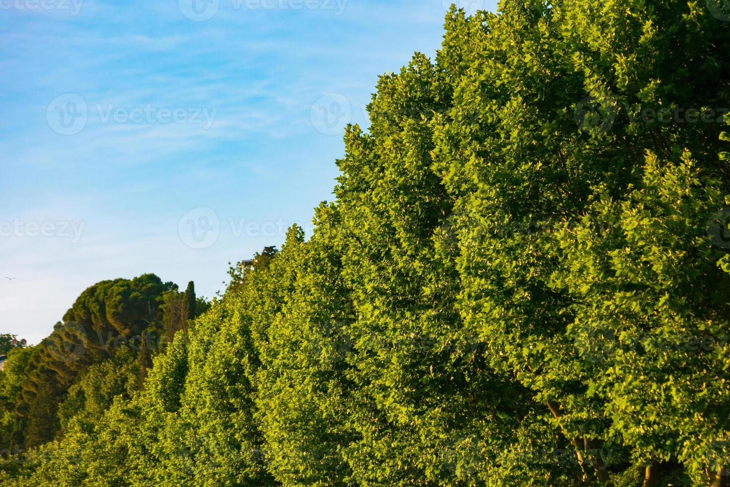 Lush trees with hazy sky. Carbon net zero concept photo