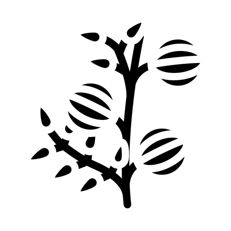 amla ayurvedic herb glyph icon illustration vector