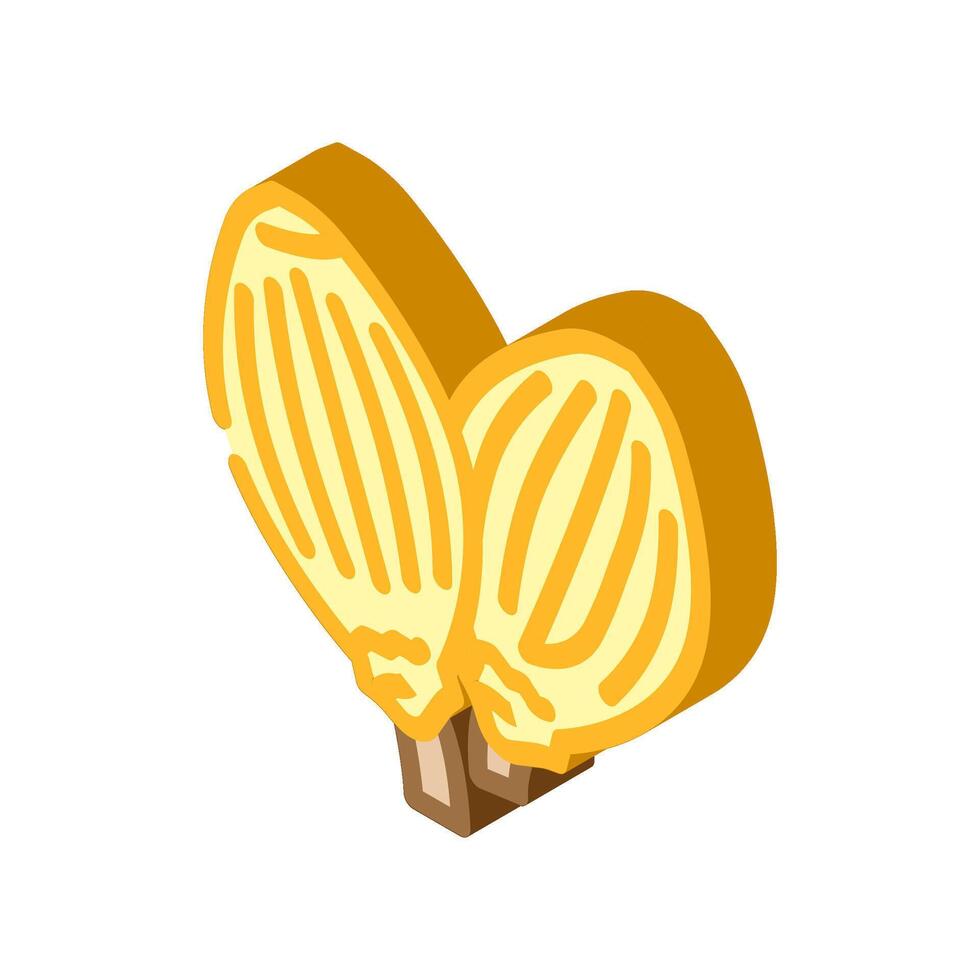 coriander seeds ayurvedic herb isometric icon illustration vector