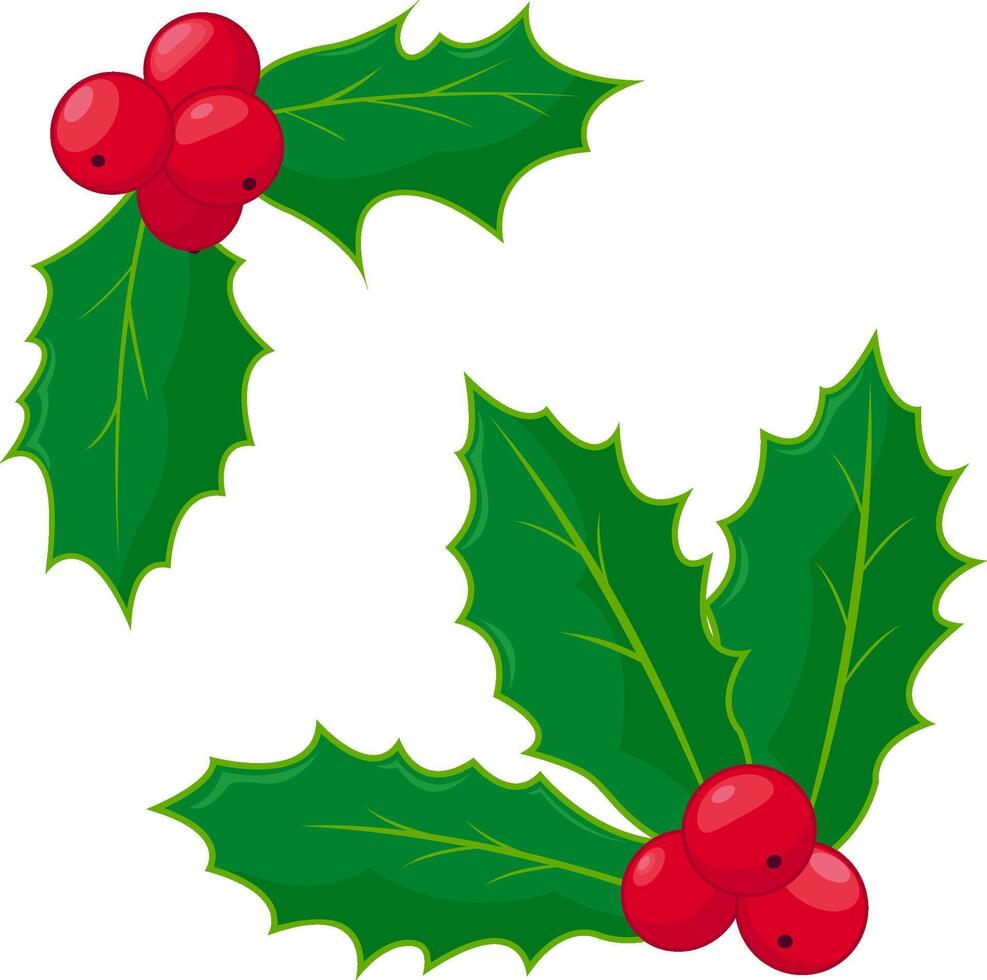 Holly berry sprig on white background. Holly green leaves and red berries Xmas ornament. Christmas season decoration. vector