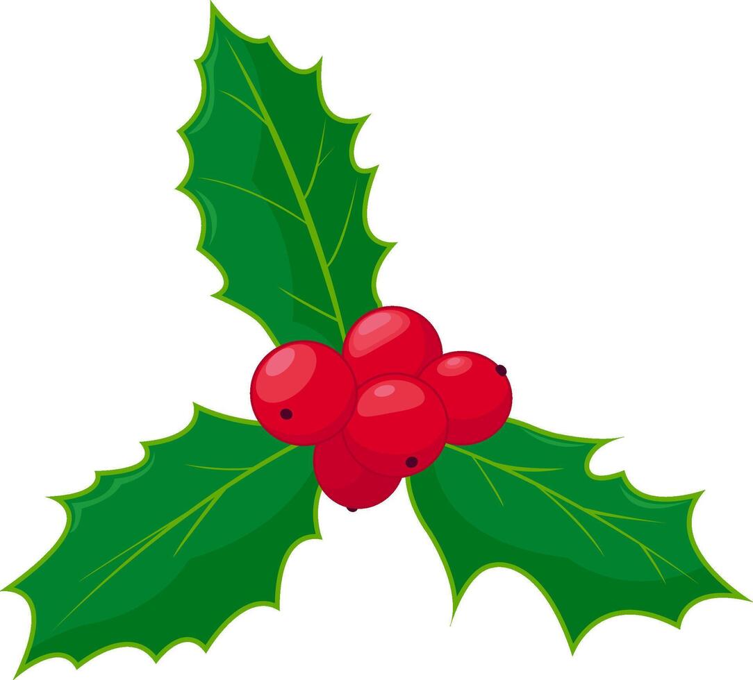 Holly berry sprig. Christmas season decoration. Holly green leaves and red berries ornament. vector