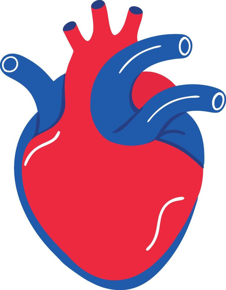 Cartoon human heart organ with red and blue blood vessels flat illustration vector