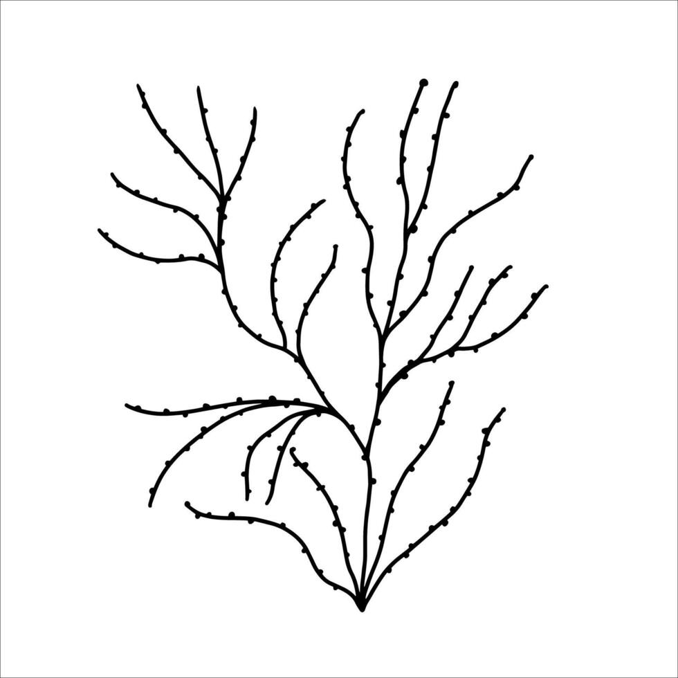 Hand drawn algae. Underwater world. illustration vector