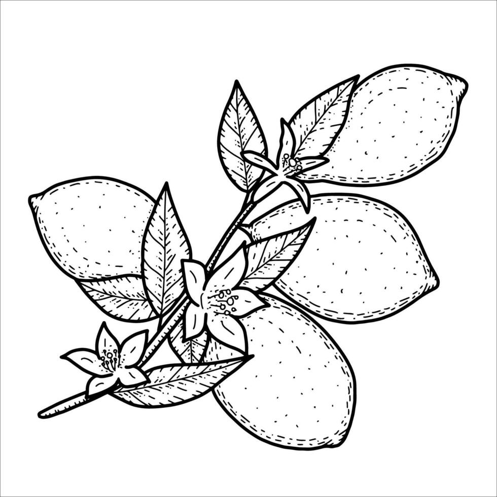 Twig with ripe lemons and flowers, hand drawn illustration vector