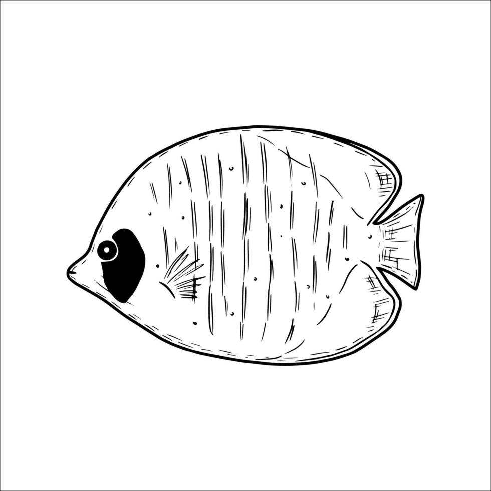 Hand drawn sea fish. Underwater world. illustration isolated on white background. vector