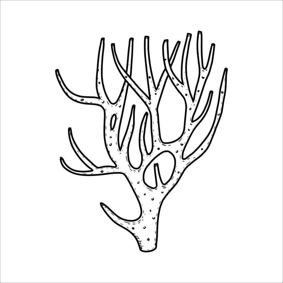Hand drawn coral, illustration vector