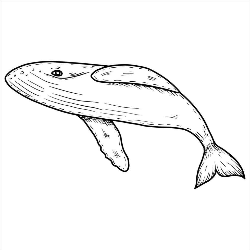 Hand drawn whale. Underwater world. illustration isolated on white background. vector