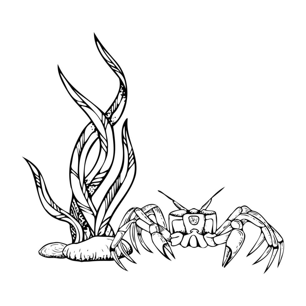 Sea crab with long seaweed and seabed rocks black and white graphic illustration. Monochrome line underwater nature. Sea bottom ink sketch for marine and nautical designs vector