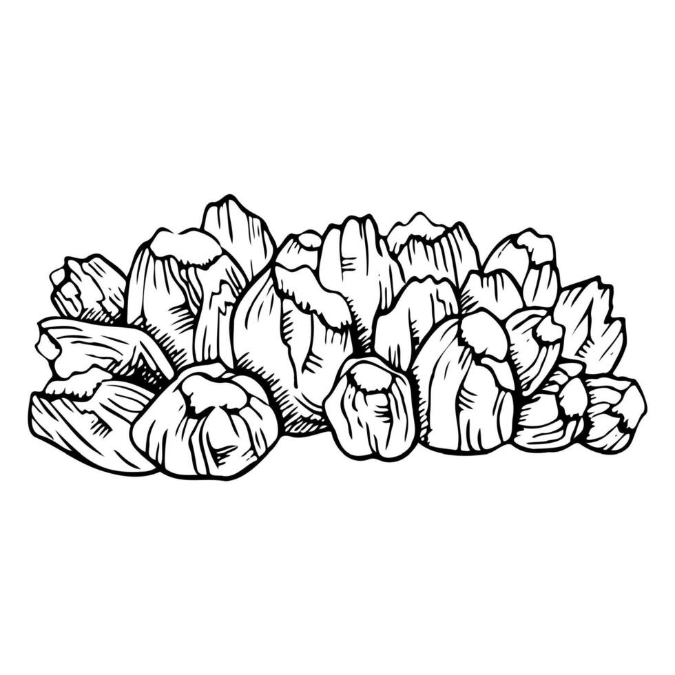 Balanus barnacles shells colony ink illustration in black and white. Monochrome tropical sea reef animals in hand drawn line style. Underwater marine life for nautical prints vector