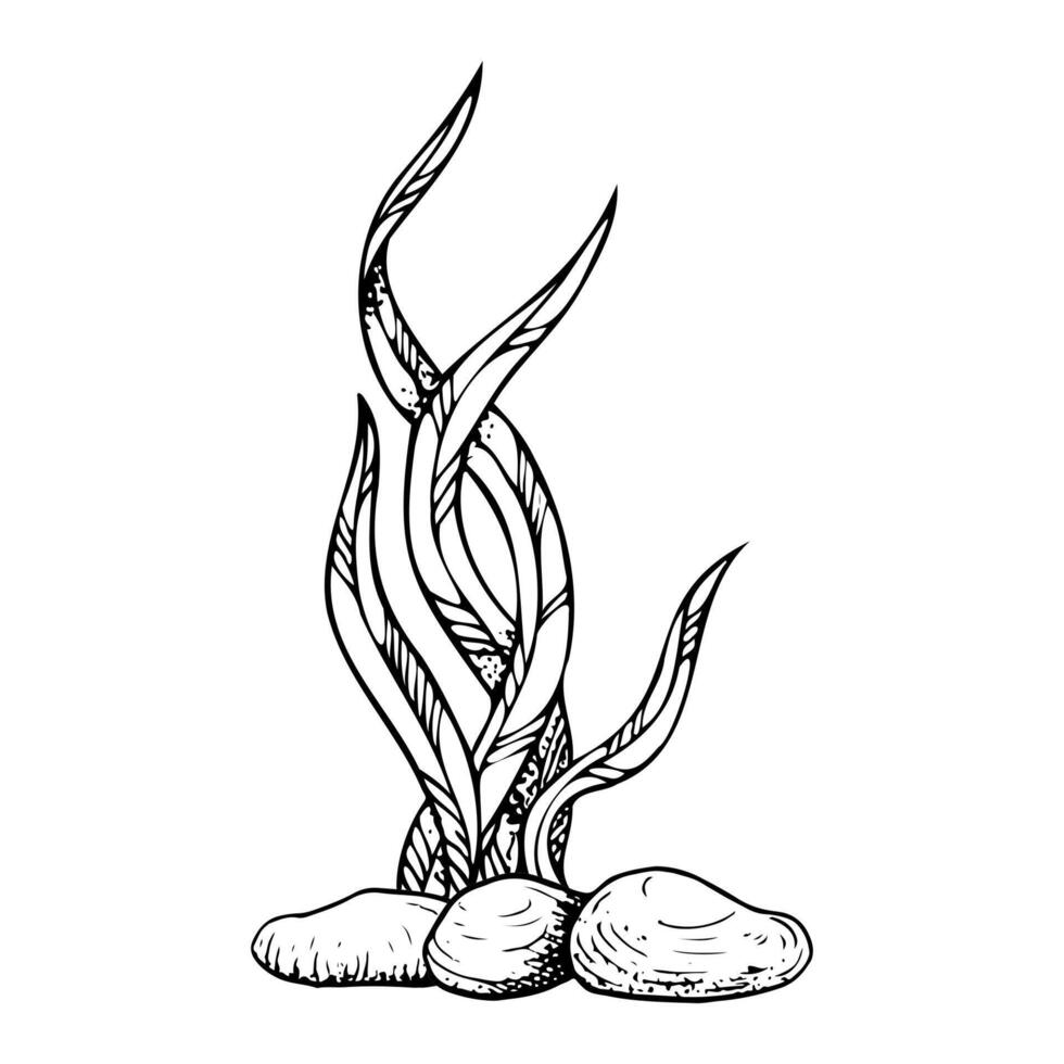 Black and white seaweed with seabed stones illustration. Monochrome underwater ocean bottom ink drawing. Simple sketch for marine cosmetics design and nautical print vector