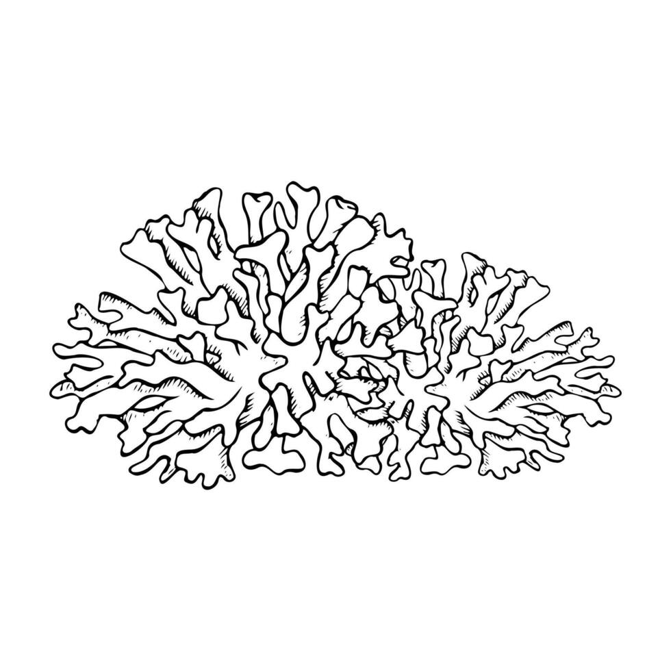 Coral colony flat illustration. Black and white sea reef animals for coloring. Hand drawn monochrome underwater nature, ocean polyp line drawing for marine and nautical design vector