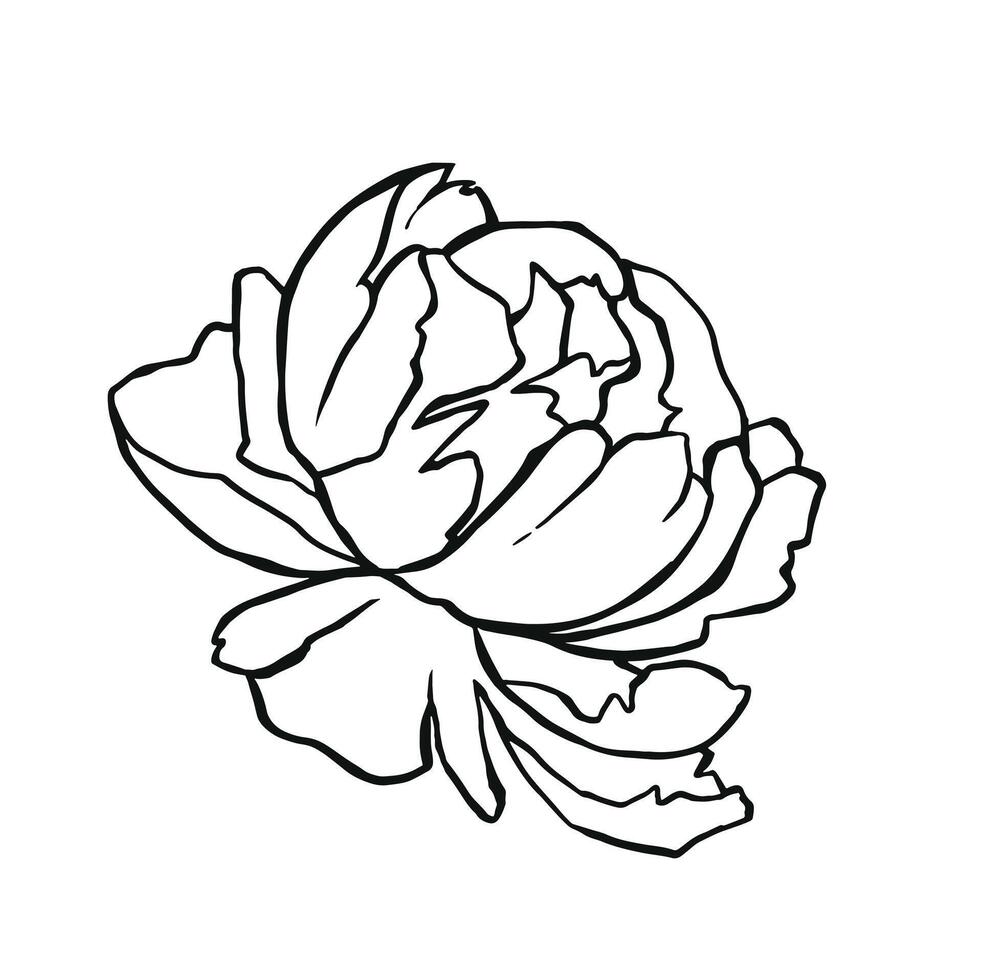 Linear outline peony flower tattoo vector