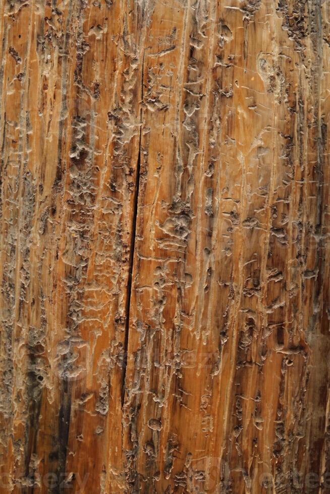 Close-up of Beetle-Trail Marks on Dead Whitebark Pine Trunk, Beartooth Mountains, Montana photo