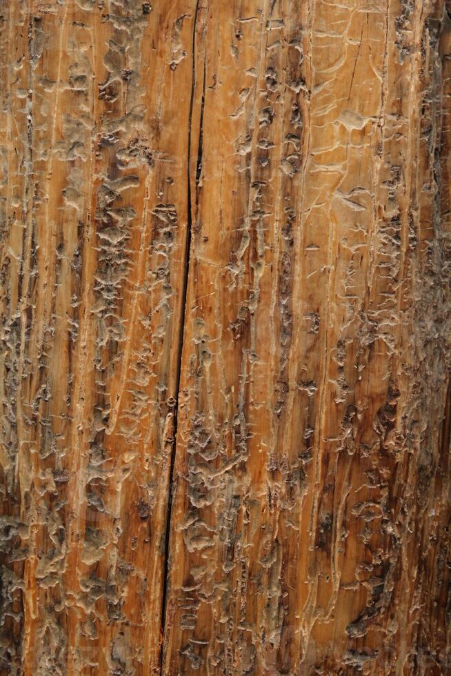 Close-up of Beetle-Trail Marks on Dead Whitebark Pine Trunk, Beartooth Mountains, Montana photo